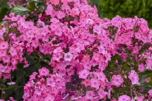 Phlox paniculata 'Pink Lightning' New 2025